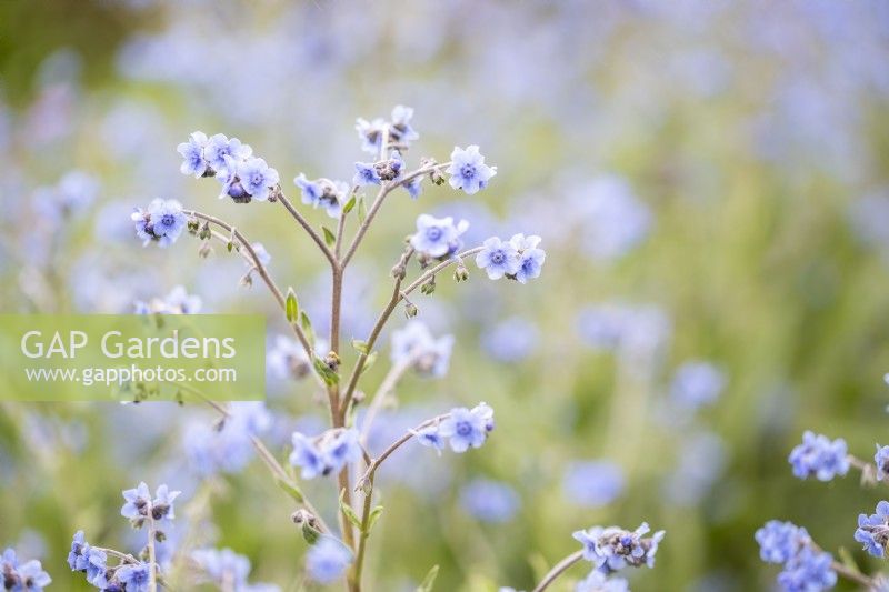 Cynoglossum amabile - Chinese forget-me-not