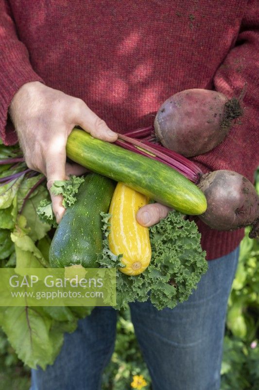 Gardener holding harvested vegetables 