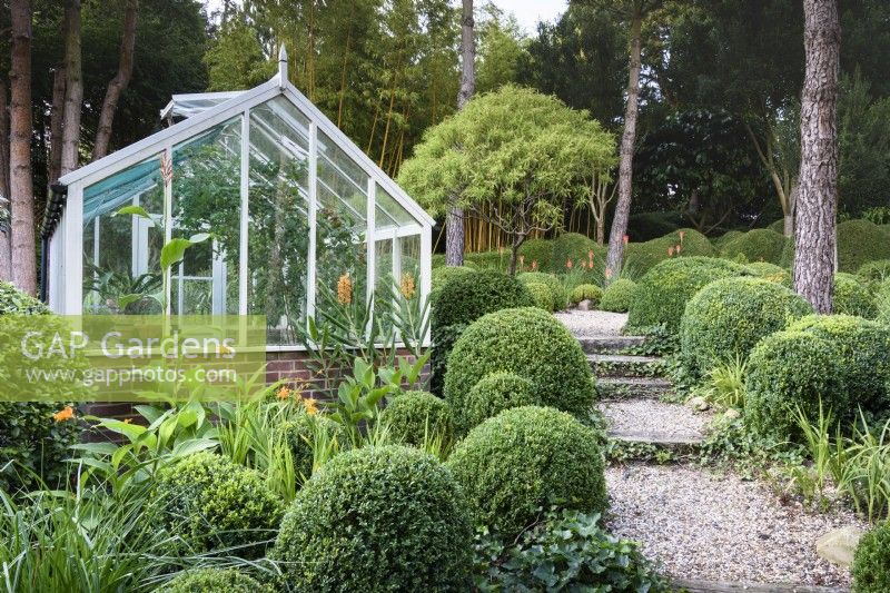 A gravel path edged with clipped box leads past a greenhouse and up the sloping garden at Dip-on-the-Hill, Ousden, Suffolk in August. Beyond is a standard Hebe stenophylla,.