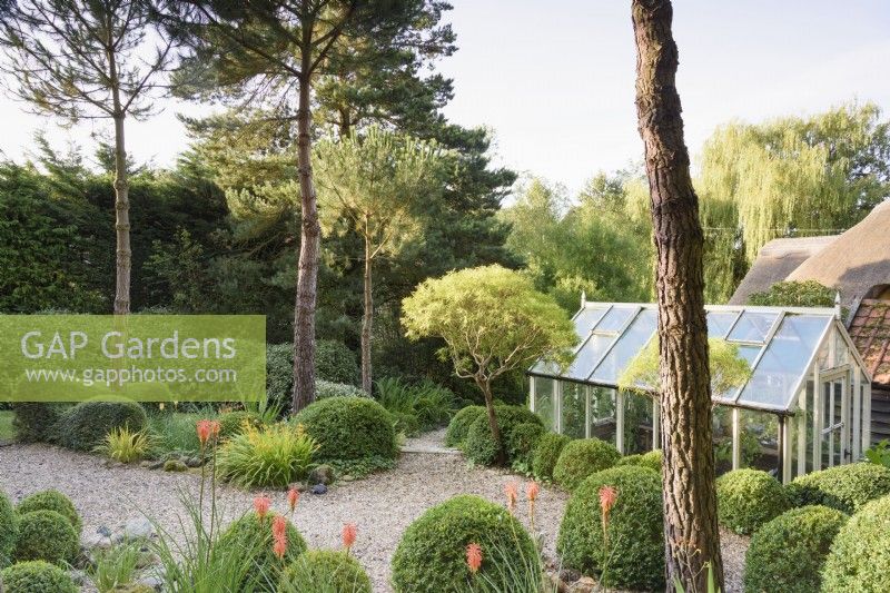 A garden of largely green plants at Dip-on-the-Hill, Ousden, Suffolk in August featuring clipped Lonicera nitida and Buxus sempervirens amongst standard Hebe stenophylla and tall stone pines, Pinus pinea, with bright accents of orange kniphofias and crocosmias.