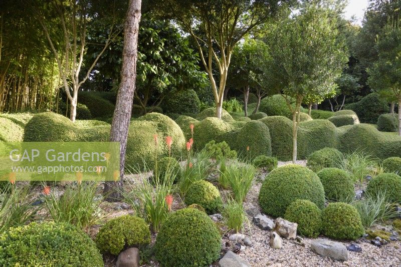 A garden of largely green plants at Dip-on-the-Hill, Ousden, Suffolk in August featuring clipped Lonicera nitida and Buxus sempervirens below standard Phillyrea latifolia and other trees, with bright accents of orange kniphofias.