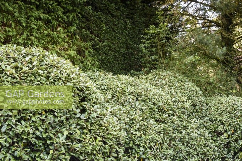 Eleagnus x ebbingei clipped into an undulating hedge, in August