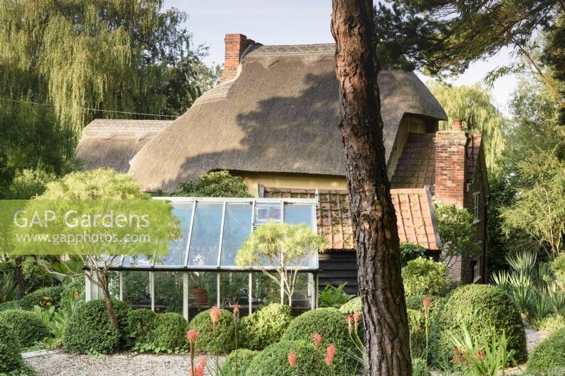 Thatched cottage and greenhouse in garden with clipped evergreen shrubs in August
