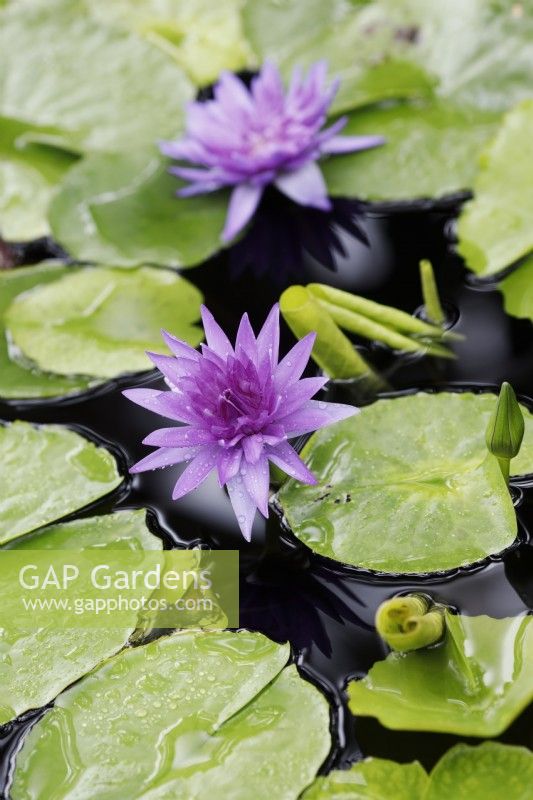 Nymphaea 'King of Siam' - Waterlily
