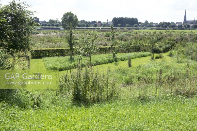 Overview orchard near the river Maas with young apple trees and mowed paths in the grass.