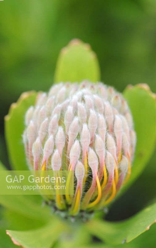 Leucospermum cordifolium Common Pincushion Protea, Cape Town, South Africa