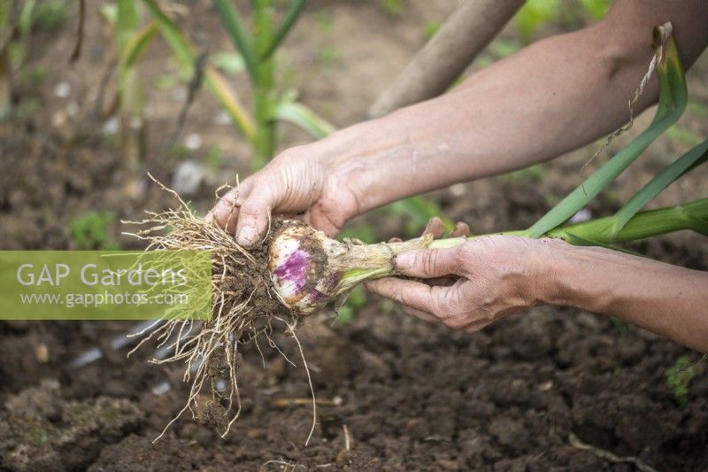 Clearing soil off of the garlic bulb and roots