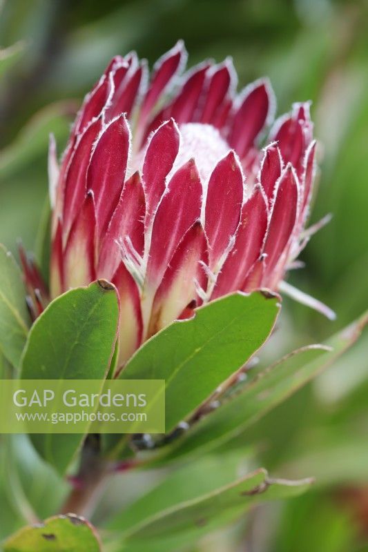 Protea obtusifolia Bredasdorp Protea, Cape Town, South Africa