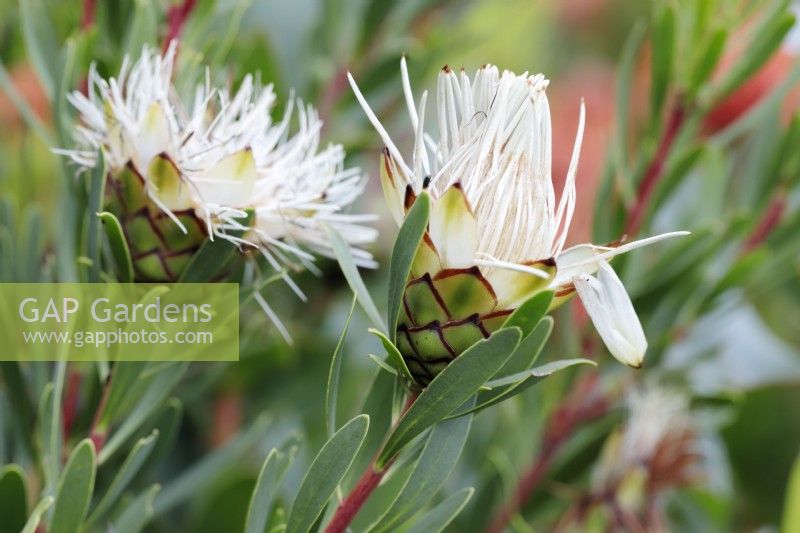 Protea lanceolata Lance-leaf protea, lance-leaf sugarbush, Cape Town, South Africa