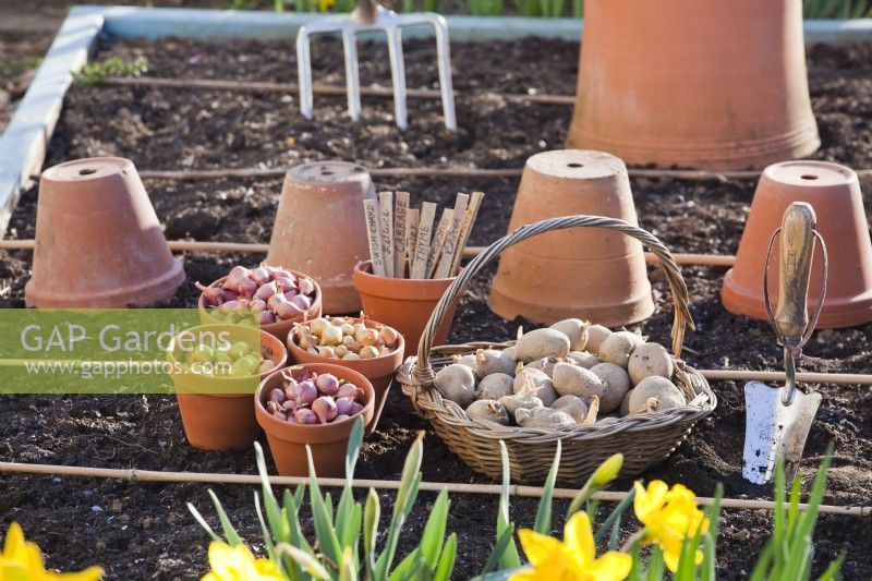 Chitted potato seeds, onion sets and tools.