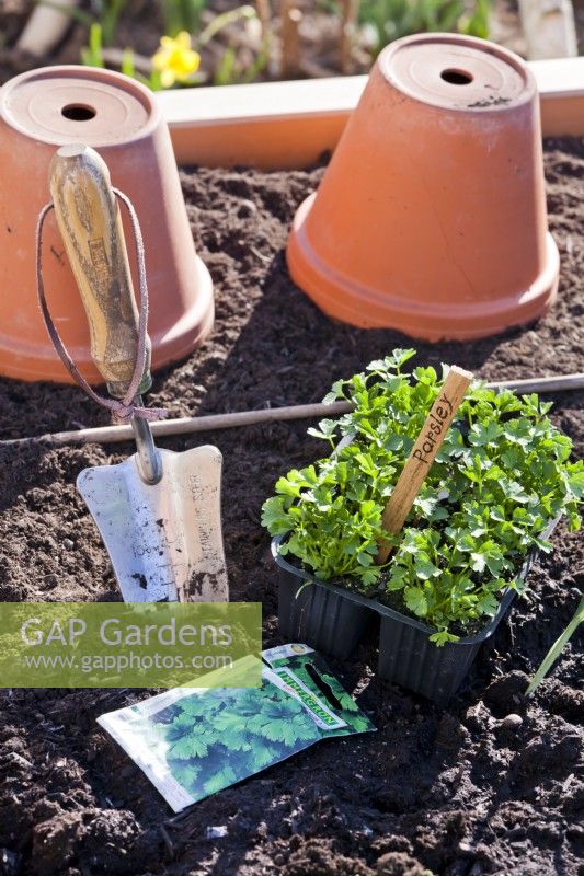 Pack of parsley seedlings, seed packet and trowel on earth ready for planting.