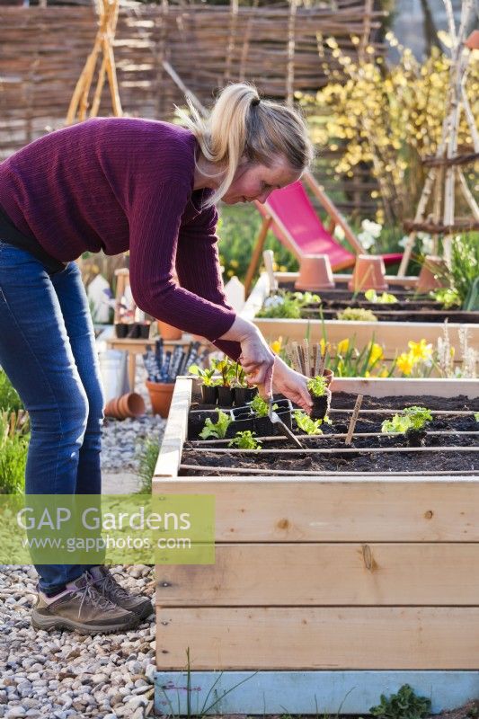 Woman planting parsley in raised bed.