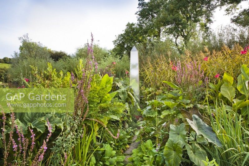 Bog garden with obelisk. Mixed planting with Althea officinalis, Osmunda regalis, Canna x ehemanii, Gunnera manicara and Lythrum salicaria.