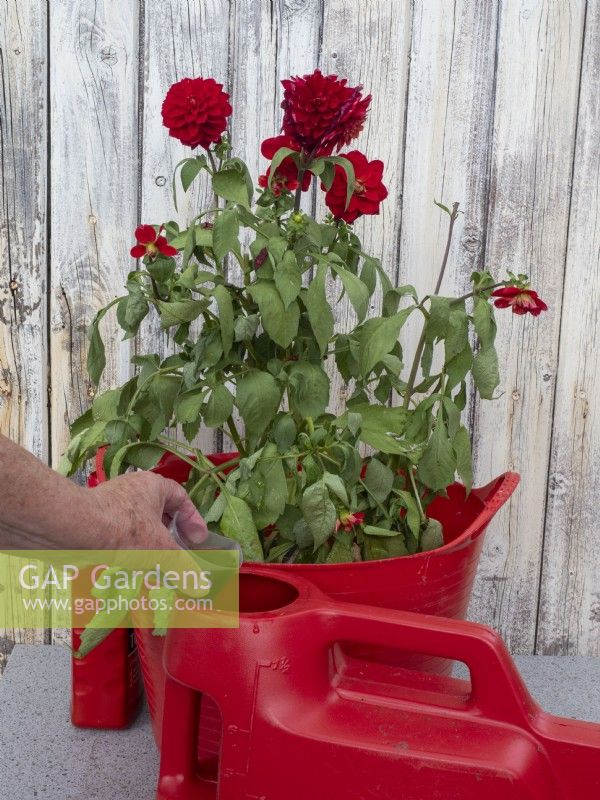 Adding cupful liquid feed to watering can of water to rescue neglected potted Dahlia in a tub 