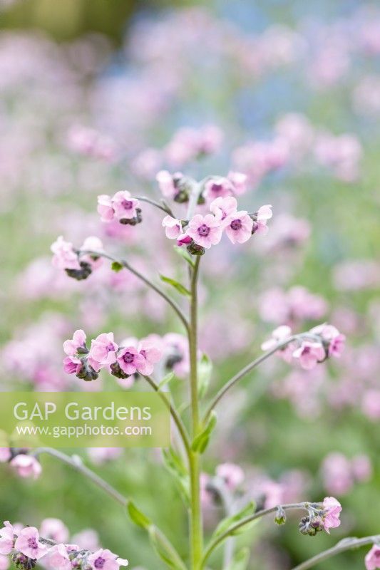 Cynoglossum amabile 'Mystic Pink' Chinese forget-me-not