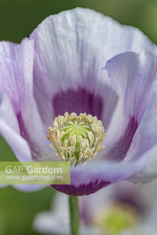 Papaver somniferum 'Rum Rye Beaner' - opium poppy flowering in summer - July