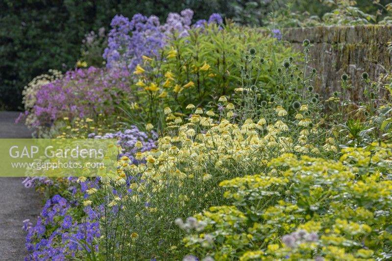 Anthemis 'E. C. Buxton' flowering in a mixed perennials border in West Sussex in summer - July