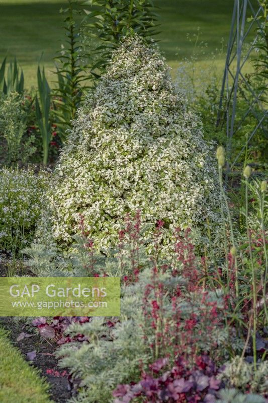 Pittosporum tenuifolium 'Irene Paterson' pruned as a topiary cone in a summer border - June