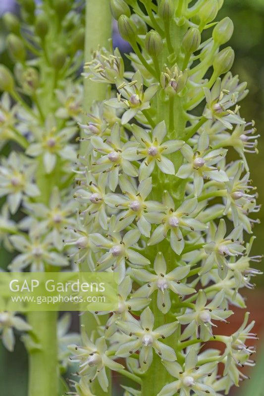 Eucomis pallidiflora - giant pineapple lily flowering in summer  - August