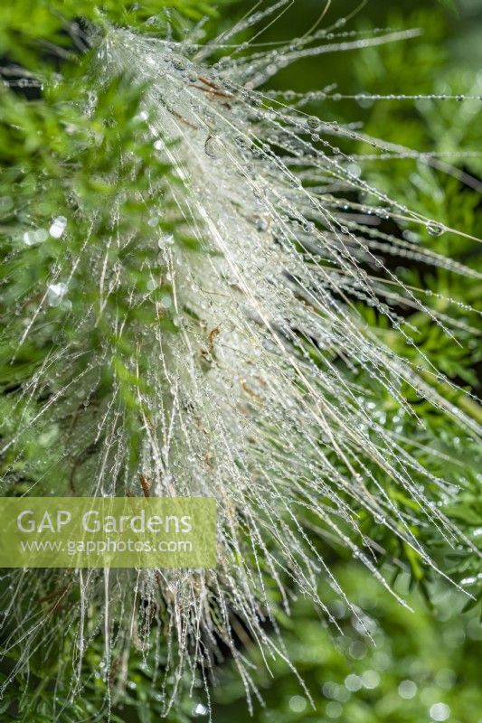 Pennisetum villosum - feathertop - August