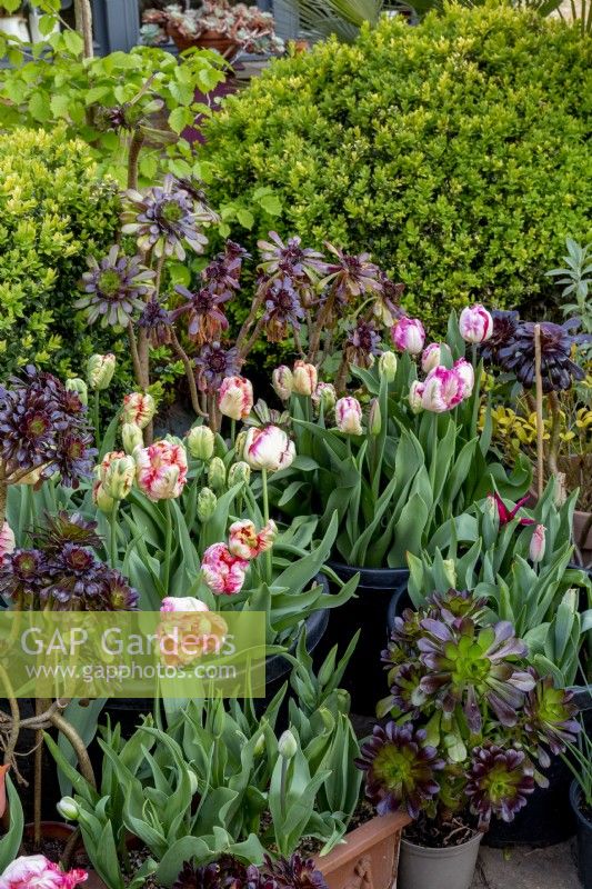 Small London garden in spring with tulip collection - Tulipa 'Apricot Parrot' and 'Request' and 'Weber's Parrot' and Aeonium 'zwartkop' 