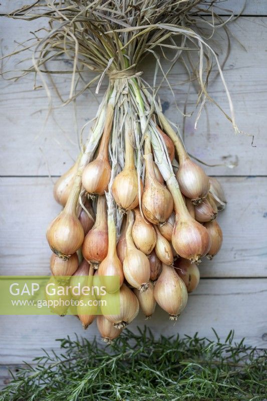 Shallots hung up to dry