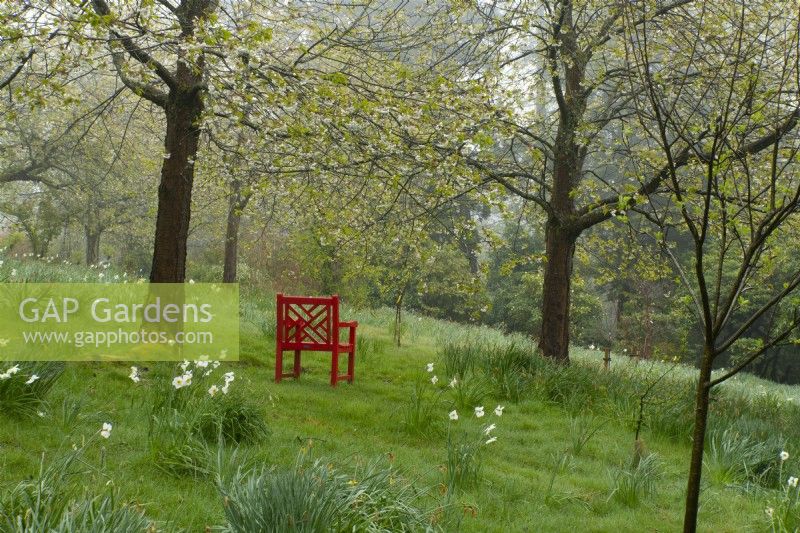 A Chinese red painted chair beneath Prunus blossom surrounded by Narcissus in May