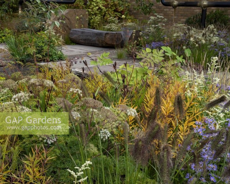 M and G show garden, transforming an urban space in a green oasis. Plants included:  Aster sedifolius 'Nana', Pennisetum alopecuroides 'Cassian', Cenolophium denudatum and Aralia cordata. Designer: Harris Bugg Studio. Sponsor: M and G