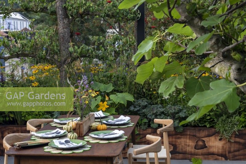 The Parsely Box Garden, is designed for outdoor entertaining, the table on the terrace enclosed by espalier fruit trees, Malus 'Evereste' and Prunus lusitanica which are underplanted with herbs, courgettes and Rudbeckia fulgida Goldsturm. 