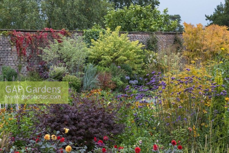 Acer palmatum 'Trompenburg' takes centre stage at Holehird Garden in Cumbria.  By mid September the leaves are beginning to change colour and the flowers are running to seed.  Plants include: Verbena bonariensis, Dahlia 'Grenadier'.