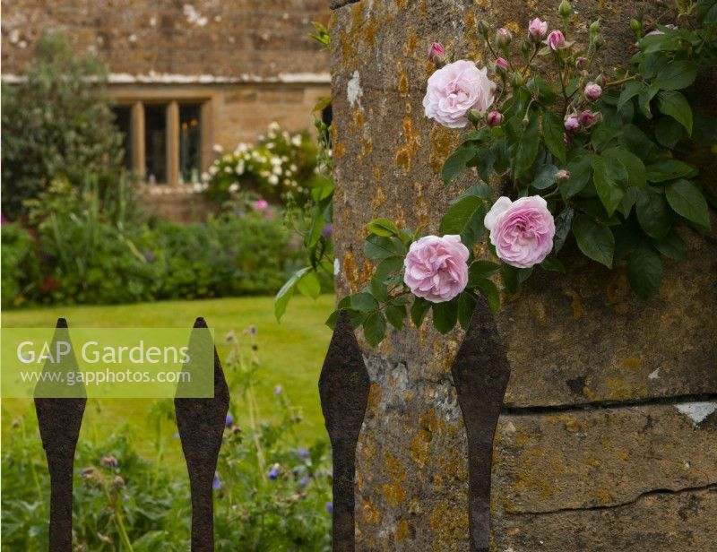 Rosa 'Pink Noisette' growing on a stone pillar next to an iron gate