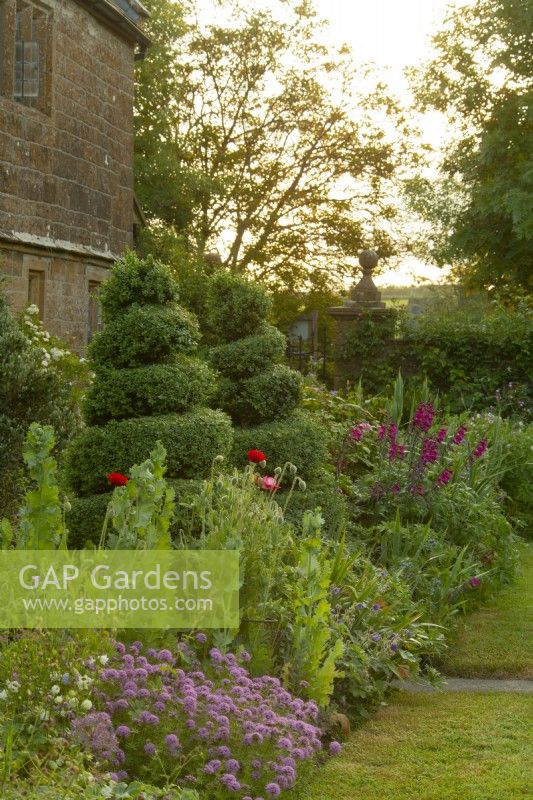 Spiral shaped Buxus topiary, Papaver - Poppy, Gladiolus communis and Phuopsis stylosa in a border in front of Lower Severalls Farmhouse