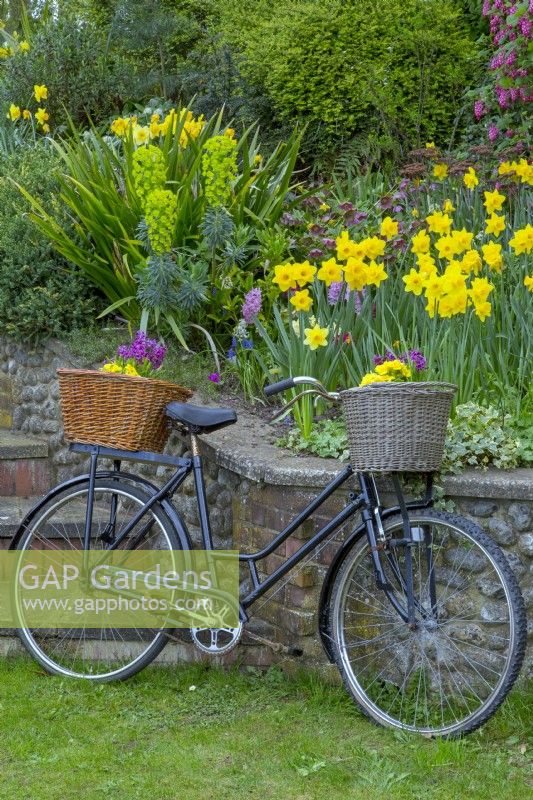 Old bicycle with basket planted up with spring flowers in Norfolk cottage garden