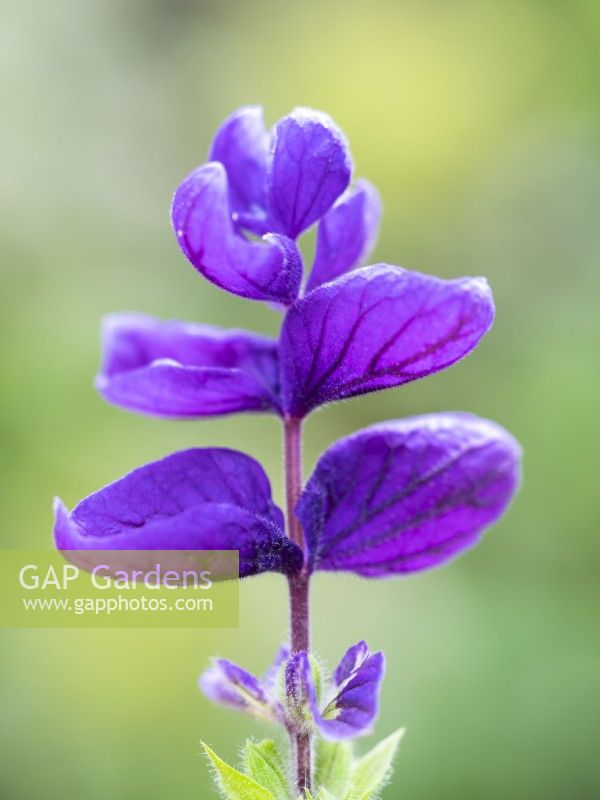 Salvia horminum - Painted Sage - July