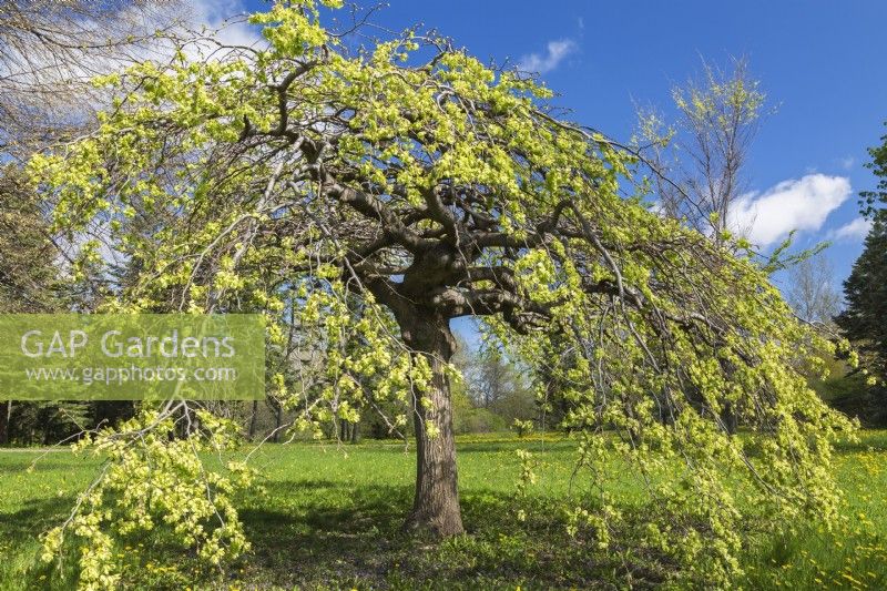 Ulmus glabra 'Pendula' - Scotch Elm tree - May