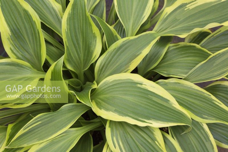 Hosta 'Jubilee' - Plaintain Lily - May