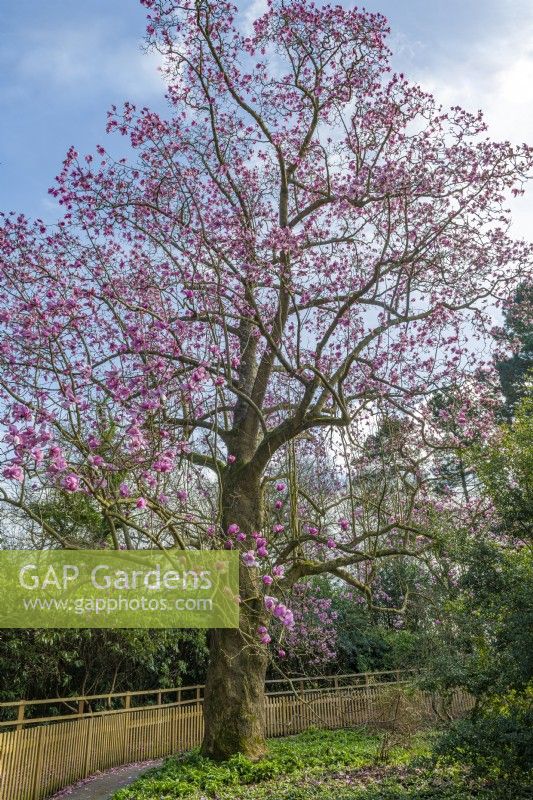 Magnolia campbellii flowering in Spring - March