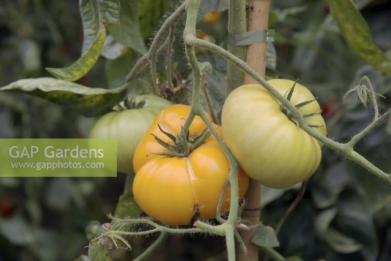 Solanum lycopersicum 'Brandywine Yellow' tomato