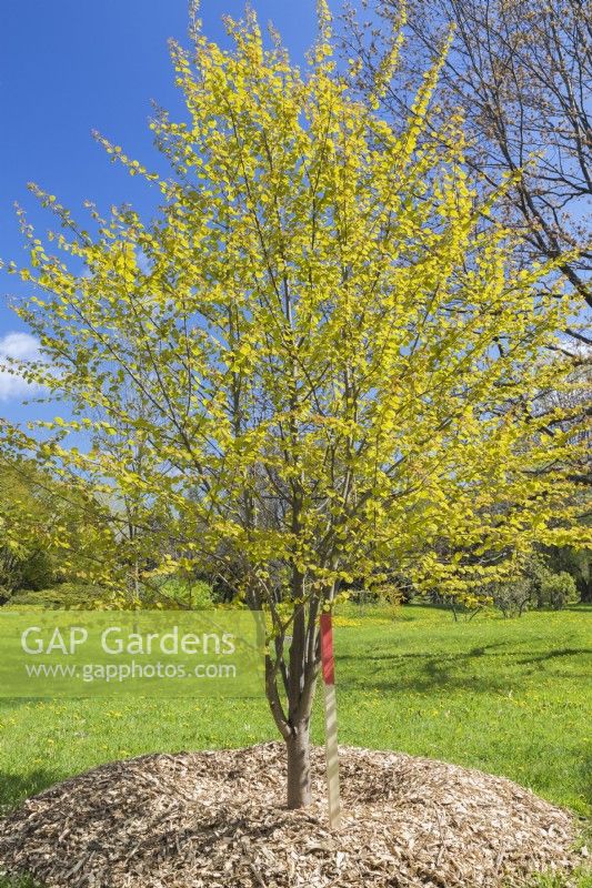 Cercidiphyllum japonicum 'Claim Jumper' - Katsura tree in mound of natural mulch - May