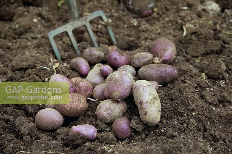 Lifting tubers of Solanum tuberosum 'Sarpo Blue Danube' potatoes
