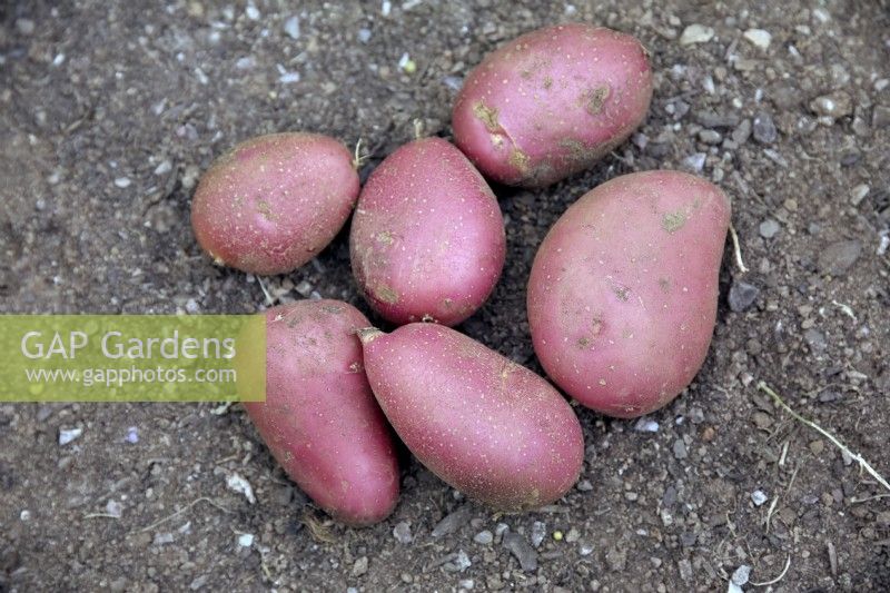 Tubers of Solanum tuberosum 'Alouette' potatoes