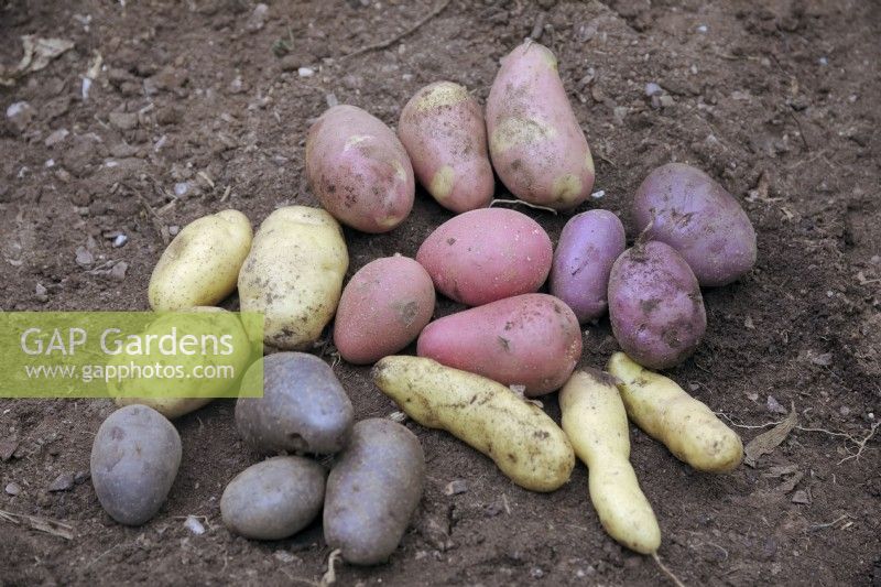 Tubers of Solanum tuberosum - potatoes - clockwise from top - Pink Gypsy, Sarpo Blue Danube, Ratte, Violetta, Sarpo Kifli, centre Alouette