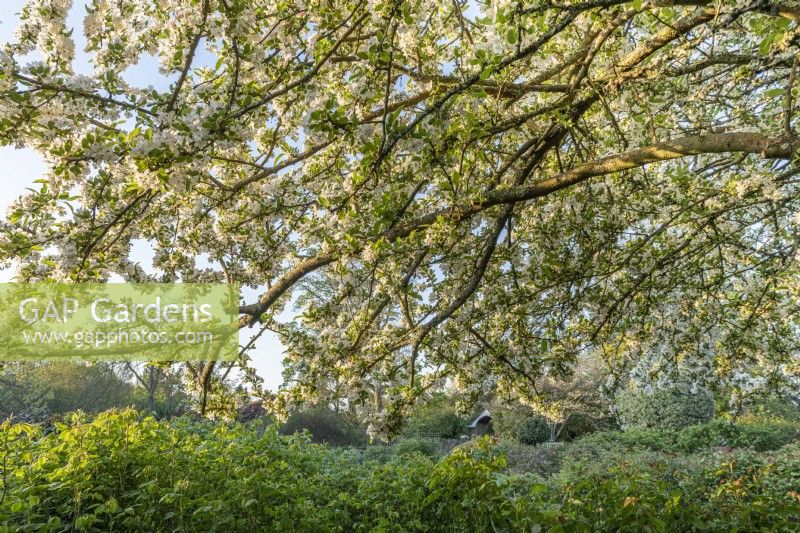 Malus sargentii - Sargent's apple tree flowering in Spring - April