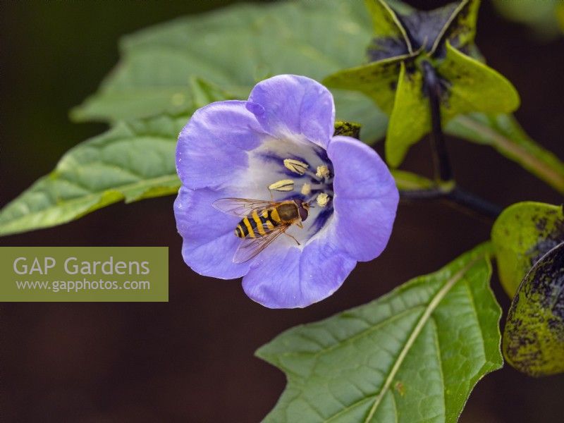 Syrphus ribesii - Hoverfly on Nicandra physalodes  flower  August 