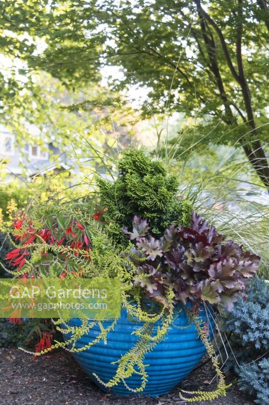 Turquoise container in border planted with Chamaecyparis obtusa 'Nana lutea', Heuchera Dolce 'Cherry Truffles', Calluna vulgaris 'Wickwar Flame', Anemanthele lessoniana and Begonia boliviensis 'Bonfire'.