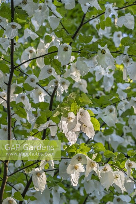 Davidia involucrata - handkerchief tree flowering in spring - May