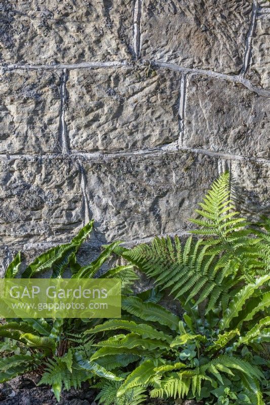 Ferns growing at the base of a stone garden wall in summer - July