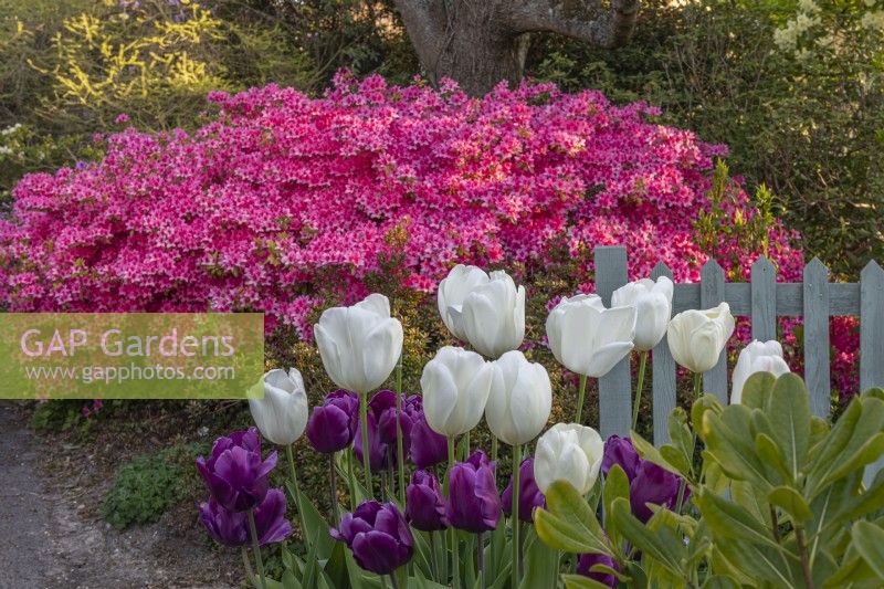 Tulipa 'Ivory Floradale' and 'Purple Rain' flowering in Spring near pink Azaleas - May