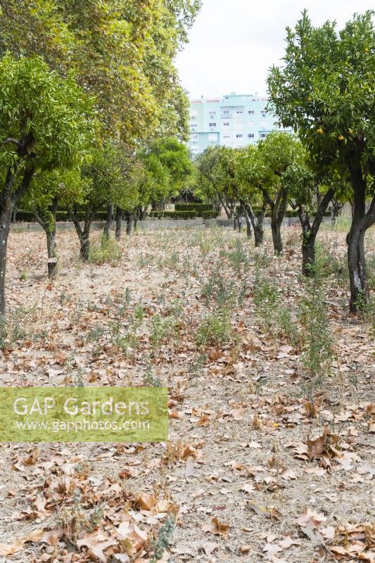 The Citrus orchard in poor state of upkeep. Seixal, near Setubal, Portugal. September