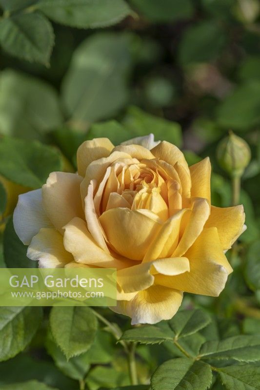 Rosa 'Golden Celebration' flowering in summer - May